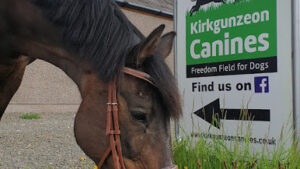 Kirkgunzeon Canines